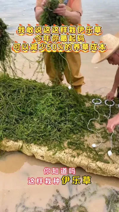 我敢说这种栽草，今年你最起码可以减少50%的养草成本。#大闸蟹养殖 #河蟹养殖 #鱼虾蟹养殖 #螃蟹养殖 #三农 @DOU+小助手