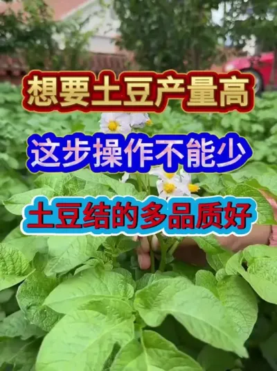 想要土豆产量高这步操作不能少土豆结的多品质好 #土豆种植 #农业种植 #种植小技巧 #三农 #分享农业知识帮农民增产增收