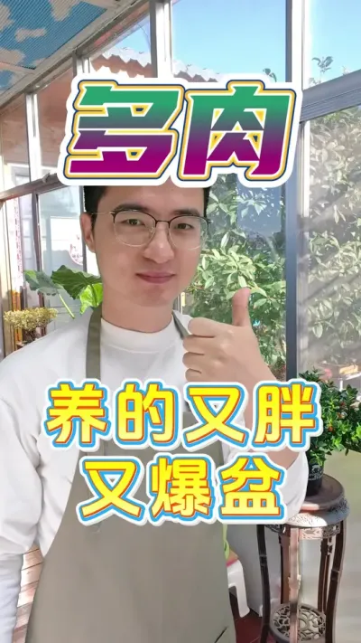 多肉怎么养，才能又胖又爆盆?#养花 #多肉 #控释肥