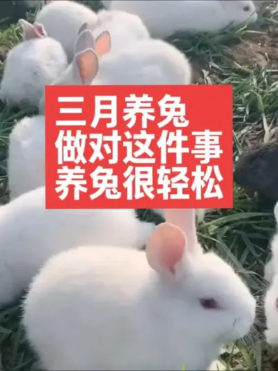 三月养兔做对这件事，养兔很轻松 #兔子#三农#养殖#养兔#养兔人