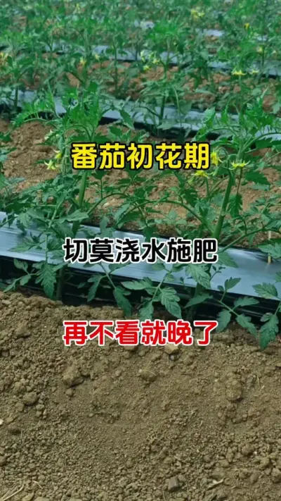 别再出错。番茄初花期。做对这件事，增产增收不是梦#番茄种植 #促花保果 #三农种植