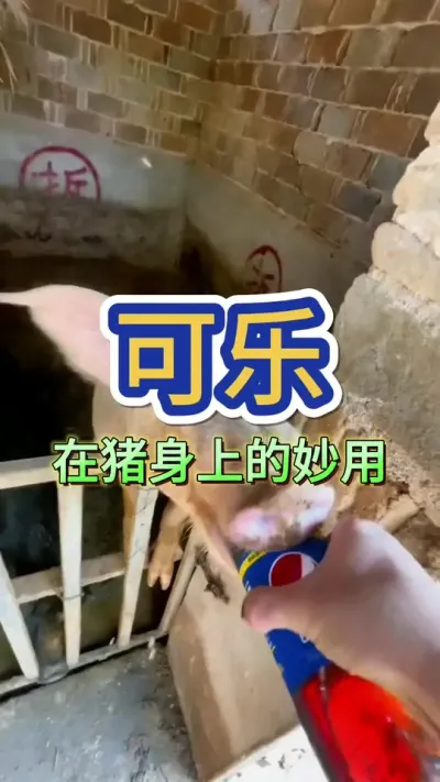 你知道可乐在养猪身上的妙用吗？ #所有养猪人 #服务三农支持三农 #养猪人不容易 #养猪技术小知识 #养猪人加油干