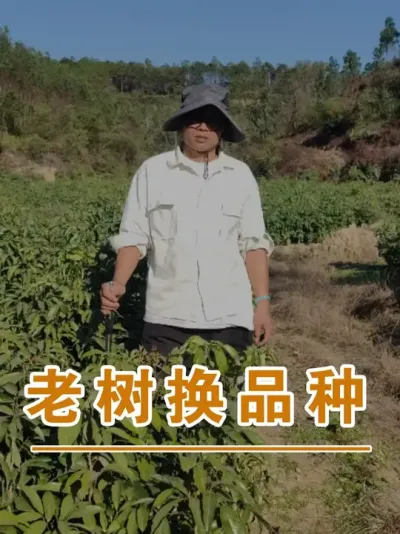 荔枝老树更新换种#广西灵山荔枝果苗#农业创业#抖音新农人计划2025#吕老师种果苗