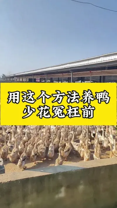 用这个方法养鸭，少花冤枉米#养鸭人 #肉鸭养殖 #每天分享养殖技术和经验 #禽病技术指导 #番鸭