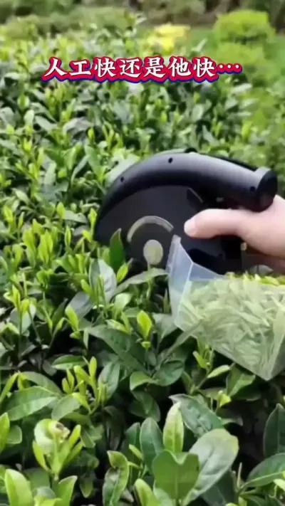#茶叶采摘方法 #茶树种植技术与管理 #春茶采摘