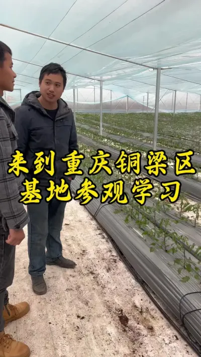 来到重庆铜梁区大型基地参观学习，他们的种植管理销售都做得很好！向他们学习！#返乡创业新农人