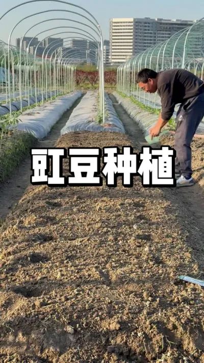 豇豆什么时候种植，豇豆种植方法 #种植的乐趣