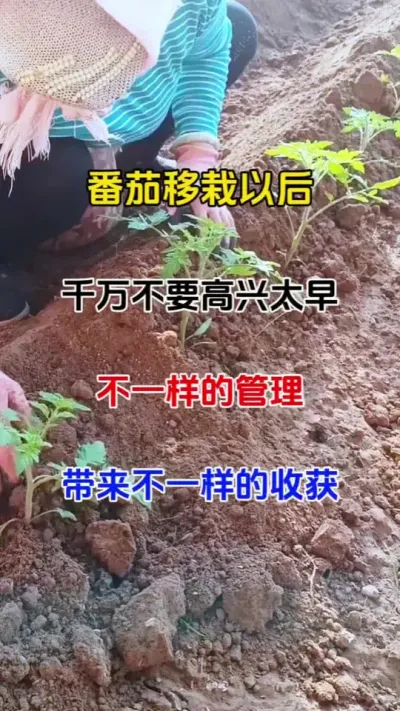 番茄移栽以后，千万不要高兴的太早，不一样的管理，带来不一样的收获#番茄种植 #农业种植 #病害防治