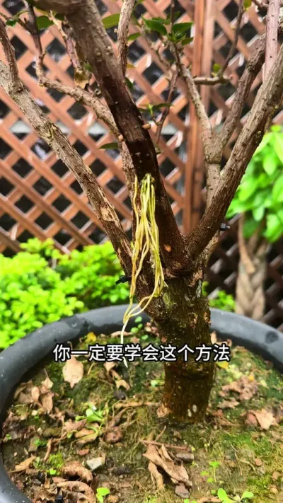 如果你扦插达不到百分百，你就用这个方法#高压繁殖 #花卉绿植  #种植小技巧