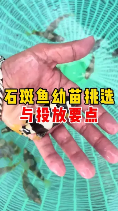 石斑鱼幼苗挑选与投放要点##水产养殖 #养鱼 #石斑鱼 #鱼苗 #高密度养殖 #养鱼日记 @抖加🔥上热门🔥dou+🔥热点宝  @抖加🔥上热门🔥dou+🔥热点宝 