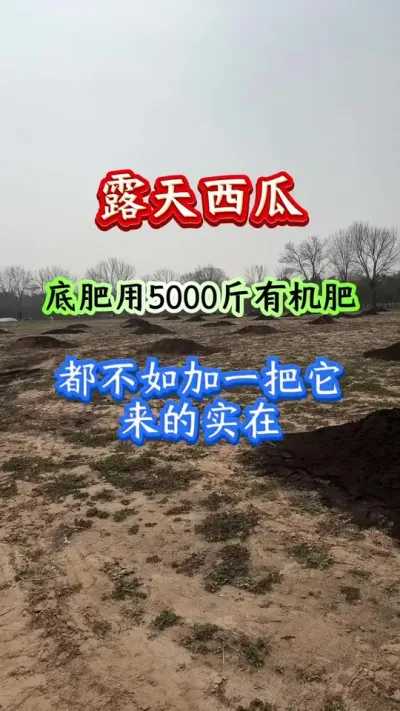 西瓜种植 露天西瓜底肥用5000斤有机肥都不如加上一把它来的实在#西瓜种植 #西瓜管理 #西瓜高产 #西瓜底肥