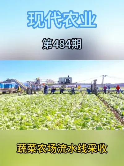 蔬菜农场流水线采收 #农场 #流水线作业 #蔬菜 #三农 #农业种植