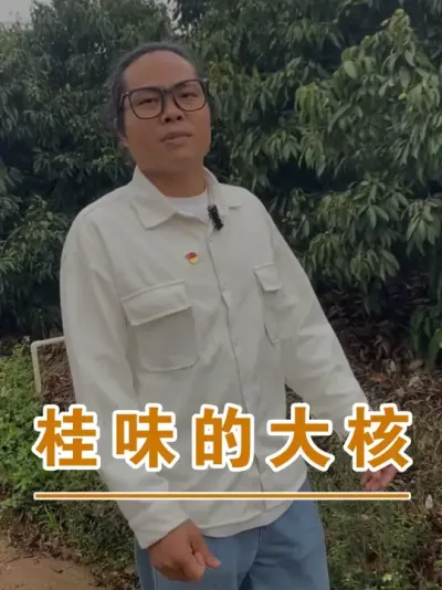无核荔有核，桂味大核的原因#广西灵山荔枝果苗#农业创业#抖音新农人计划2025#吕老师种果苗#荔枝种植管理技术@吕老师 #农业创业