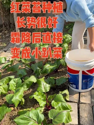 天真的以为能种好广东菜心就一定也能种好红菜苔，没想到红菜苔特别不抗冻，没吃两次就直接冻趴下了，立春了长了很多侧芽，下次应该能大爆发了吧#红菜苔 #记录真实生活 #种植小技巧 #强迫症治愈系 #我的小菜