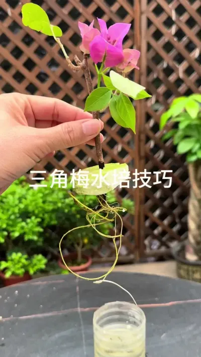 喜欢三角梅，不用买，你就这样随便剪根枝条，扦插就能成活#三角梅 #扦插 #种植小技巧