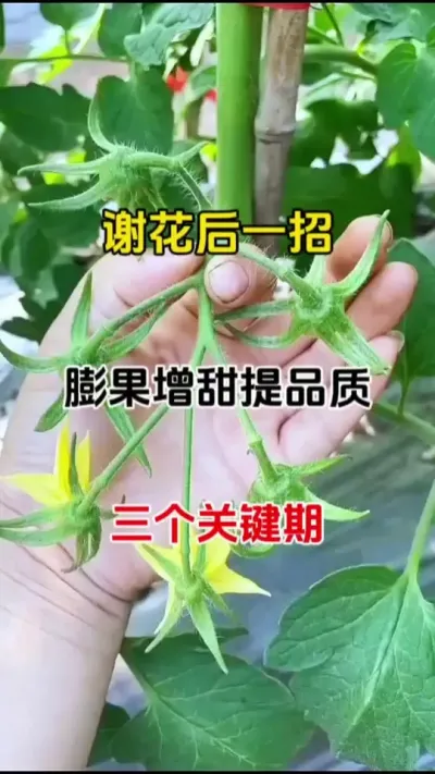 果子小长不大个，只需要记住这一招，轻松膨果增甜上色，不空不裂，无激素，瓜果蔬菜都适用#膨果 #膨果增甜 #番茄种植
