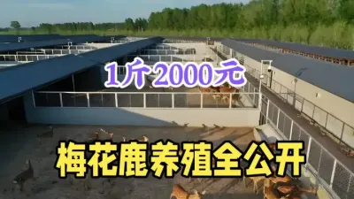 养5头年赚10万，1斤高达2000元，手把手教你养殖梅花鹿 #梅花鹿养殖 #农村致富好项目 #养殖技术 #返乡创业