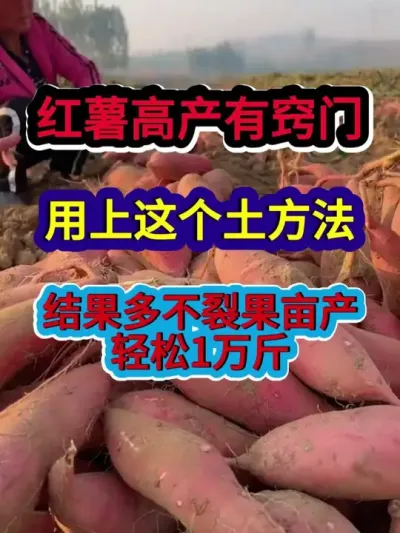 红薯高产有窍门用上这个土方法结果多不裂果亩产轻松一万斤 #红薯种植 #红薯种植技术 #农业种植 #种植小技巧 #分享农业知识帮农民增产增收