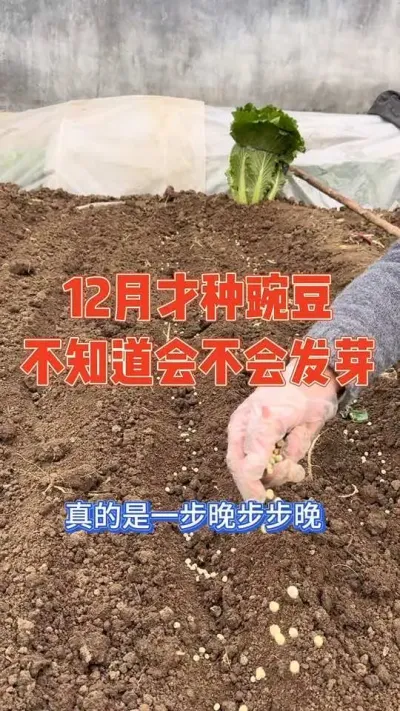 真的是一步晚步步晚，都12月中旬了才开始种豌豆，草都不会长的季节不知道豆芽子还会不会长 记录豌豆种植全过程#豌豆 #记录真实生活 #种植小技巧 #强迫症治愈系 #我的小菜园