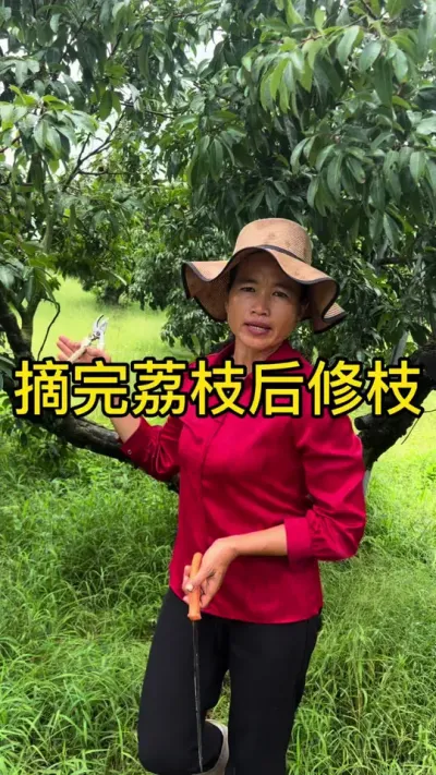 摘完荔枝后修枝#果树管理 #新农人计划2025 #dou来广东百千万 #来抖音学农技