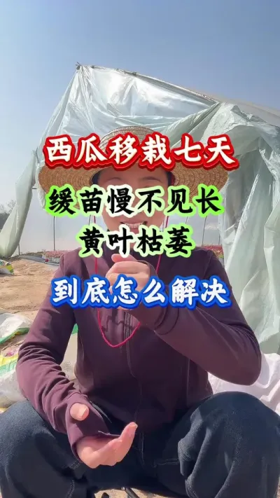 西瓜种植 缓苗慢不见长黄叶枯萎到底怎么解决#西瓜种植#西瓜管理#西瓜高产 #病害防治