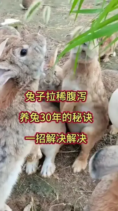 兔子拉稀，腹泻，干吃不长，2经典搭配轻松搞定#养兔人 #肉兔养殖 #养兔人