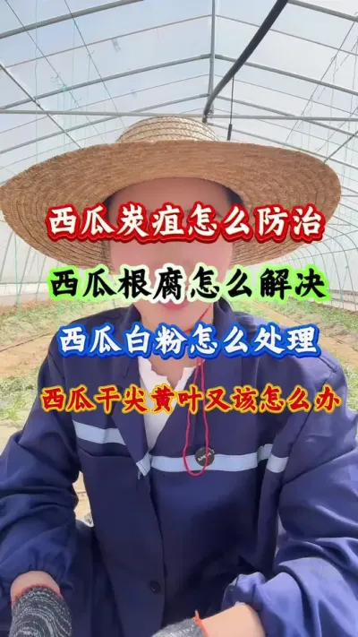 西瓜种植 西瓜各种问题怎么解决 #西瓜种植 #西瓜管理 #西瓜高产 #病害防治