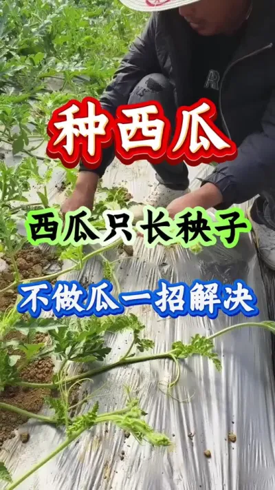 西瓜种植 种西瓜西瓜只长秧子不做瓜一招解决#西瓜种植 #西瓜管理