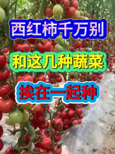 西红柿千万别和这几种蔬菜挨在一起种 #番茄种植 #西红柿种植 #农业种植 #种植小技巧 #服务三农支持三农
