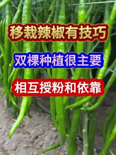 移栽辣椒有技巧双棵种植很主要相互授粉和依靠 #辣椒种植 #农业种植 #种植小技巧 #三农 #分享农业知识帮农民增产增收