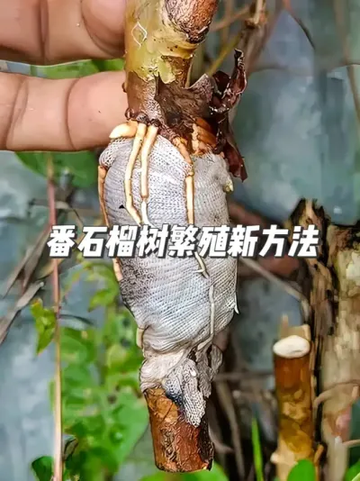 手把手教你繁殖果树苗，用湿布条代替土壤，45天爆根移栽！ #种植小技巧 #园艺小妙招 #盆栽果树苗 #番石榴种植