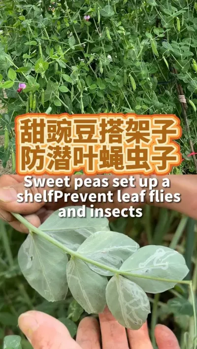 甜豌豆搭梯子防潜叶蝇虫子 甜豌豆每长高约30厘米，我就再围一圈给它们当扶梯，边上插了诱粘瓶不用农药防治潜叶蝇，甜豌豆也结的多长得快#豌豆种植  #病虫害防治  #种植小技巧  #我的小菜园  #阳台种