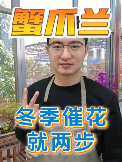 蟹爪兰冬季催花只需两步! #养花 #蟹爪兰 #蟹爪兰催花方法