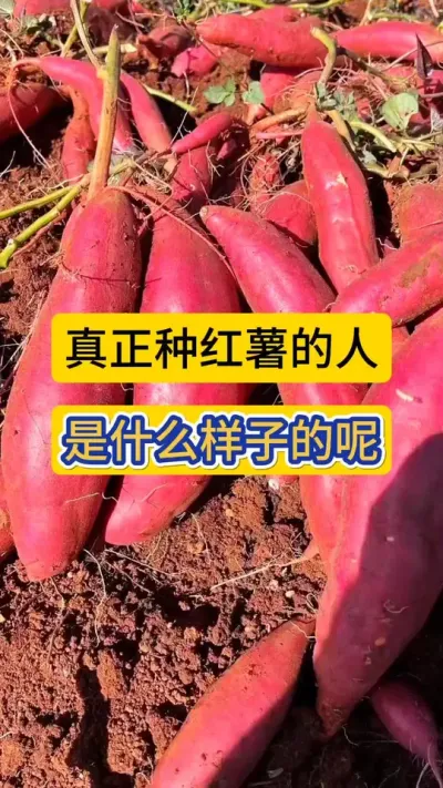 珍惜粮食，珍惜红薯，更要珍惜身边每一个种红薯的人！#红薯种植 #农业知识 #红薯大丰收 #三农种植