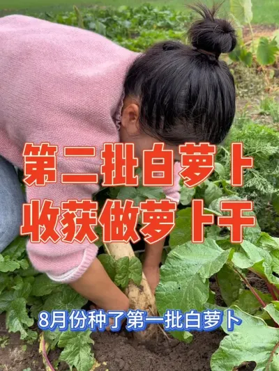 8月份种第一批白萝卜又大又长，非常漂亮，但由于是第一次种只种了几个，九月中旬又补种第二批，结果种太晚收获比较小，全部晒成萝卜干 记录白萝卜 从播种到晒萝卜干全过程记录#萝卜 #记录真实生活 #种植小技