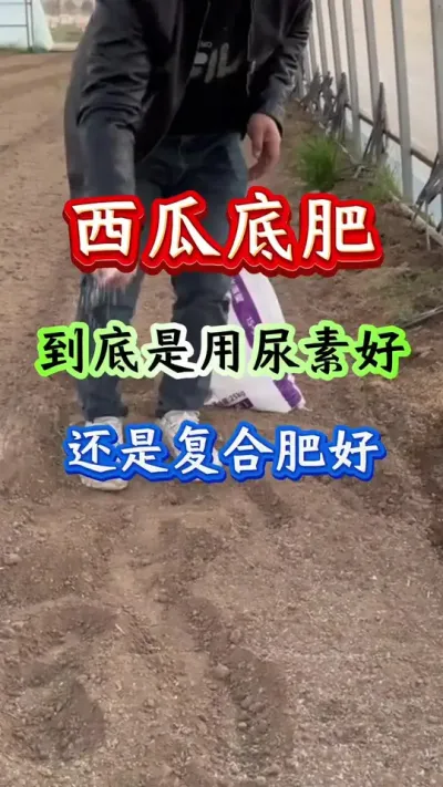 西瓜种植 西瓜低肥到底用尿素好还是复合肥好#西瓜种植 #西瓜管理 #颗粒硼#西瓜底肥