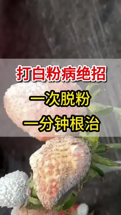 草莓白粉病，这一瓶一壶水搞定#抖音助农 #草莓种植 #三农 #草莓🍓 #草莓白粉病