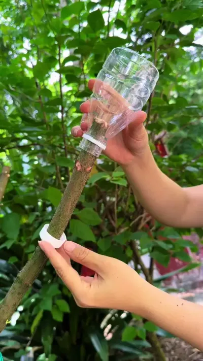 喜欢罗汉松，不用买，学我这样高压繁殖，就有种不完的罗汉松#罗汉松 #花卉绿植 #种植小技巧