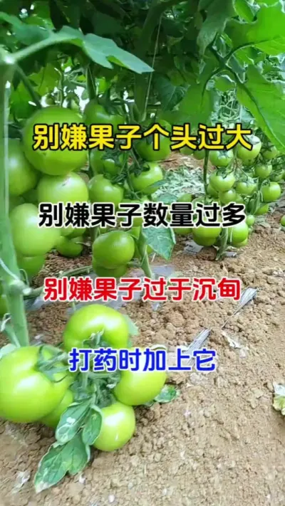 别嫌果子过大，过多，过重，打药时加上它，③天大一圈，七天果一倍，瓜果蔬菜都适用#膨果 #番茄种植 #农业种植