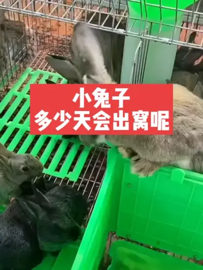小兔子多少天会出窝呢？ #三农#养兔#兔子