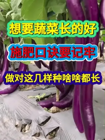 想要蔬菜长的好施肥口诀要记牢做对这几样种啥啥都长 #蔬菜种植 #农业种植 #种植小技巧 #服务三农支持三农 #分享农业知识帮农民增产增收