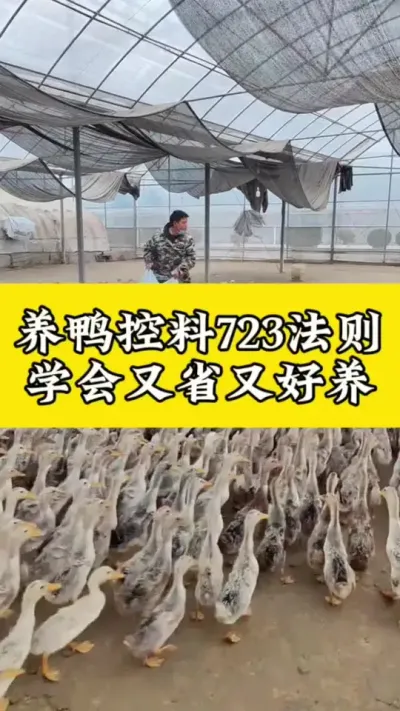 养鸭控料723法则，学会又省又好养#禽病技术指导 #养鸭人 #肉鸭养殖 #番鸭 #每天分享养殖技术和经验