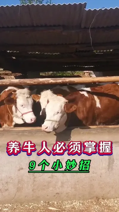 养牛人必须掌握9个小妙招#养牛人#新手养牛#养牛#牛羊养殖