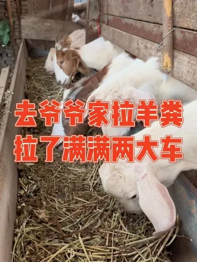 庄稼一枝花全靠粪当家，要想蔬菜种得好，羊粪绝对少不了，为了明年更好的春播，今天又到爷爷家拉羊粪，拉了满满两大车，女主高兴得合不拢嘴，感觉赚了几个亿#羊粪有机肥 #记录我的农村生活 #三农 #强迫症治愈
