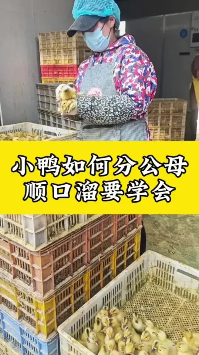 小鸭如何分公母，顺口溜要学会#养鸭人 #禽病技术指导 #番鸭 #每天分享养殖技术和经验 #肉鸭养殖