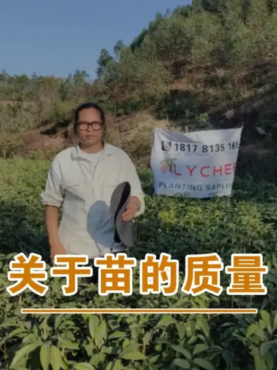苗的种植量大，我确实做不到100%没问题#广西灵山荔枝果苗#农业创业#抖音新农人计划2025#吕老师种果苗