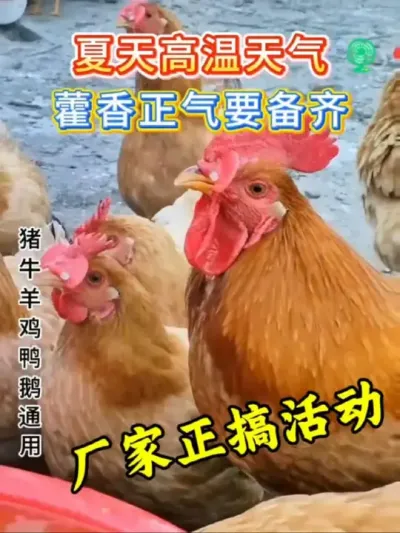 夏天鸡张口喘气，张开翅膀，热应激，畜禽中暑，产蛋下降，吃食减少，快备上藿香正气液#养鸡#夏季养鸡#鸡中暑#养鸡技术#科学养鸡