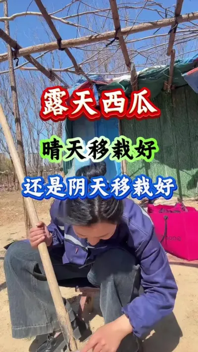 西瓜种植 露天西瓜晴天移栽好还是阴天移栽好#西瓜种植#西瓜管理#西瓜高产#露天西瓜