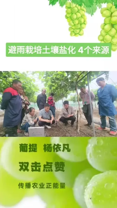 大棚栽培盐害，盐的4个主要来源 #葡萄种植技术 #农资肥料 #服务三农支持三农 #新农人计划2024 #农业技术推广