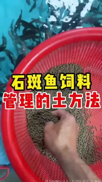 石斑鱼饲料管理土方法 #石斑鱼养殖技巧 #水产养殖 #养鱼日记 #石斑鱼 @抖加🔥上热门🔥dou+🔥热点宝